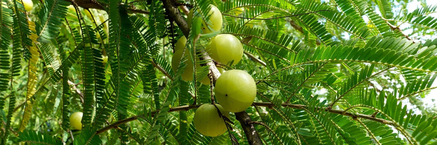 AMLA C (AMALAKI ) - SUPLEMENTO AYURVEDICO / M:$10.000 - D:$12.000