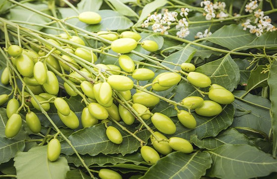 ACEITE DE NEEM / M:$5.000 - D:$6.900
