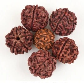 SEMILLAS DE RUDRAKSHA (RUDRA) / 3 UNIDADES POR $1.000